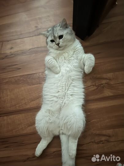 Вязка серебристая шиншилла