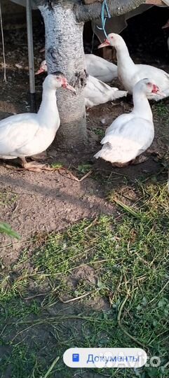 Селезни французкой мускусной утки