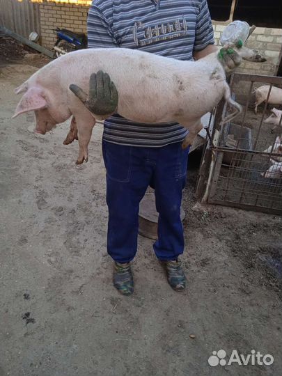 Поросенок ландрас