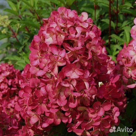 Гортензия метельчатая