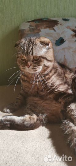 Вислоухий кот для случки