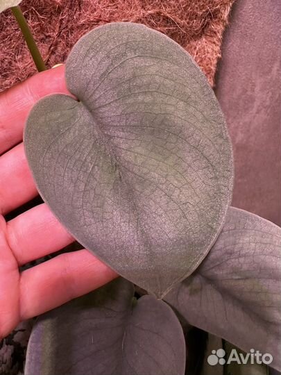 Сциндапсус Платинум platinum