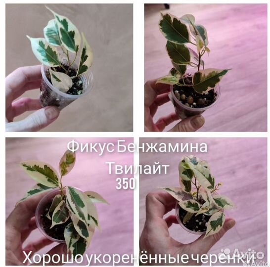 Комнатные растения.Фикус Бенджамина Твилайт