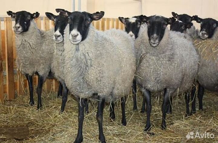 Поросята овцы бараны ягнята