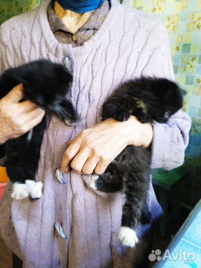 Кошка в дар