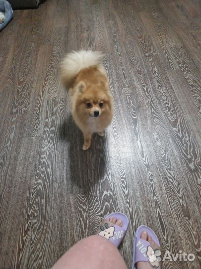 Вязка собак шпиц