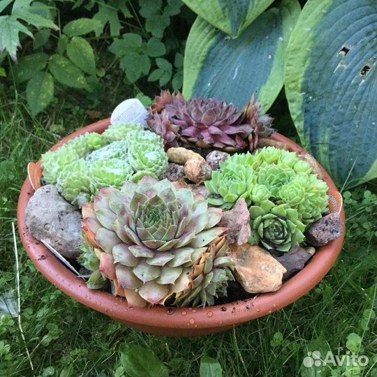 Молодило каменная роза