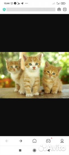 Три рыжих котёнка и девочка кнопочка