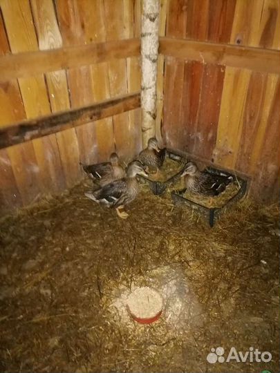 Подсадные утки