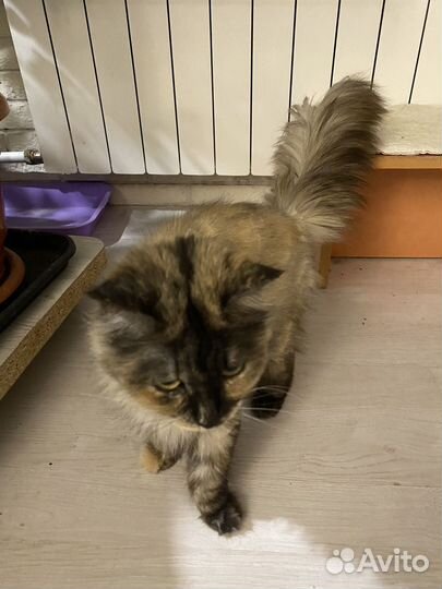 Кошка в дар бесплатно