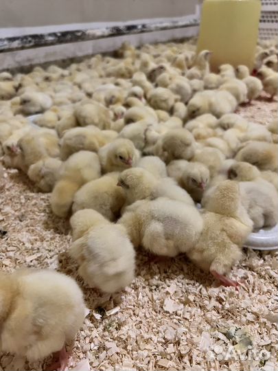 Суточные цыплята, бройлеры