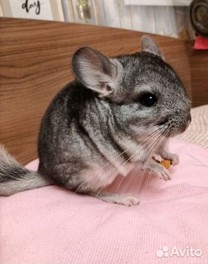 Шиншилла