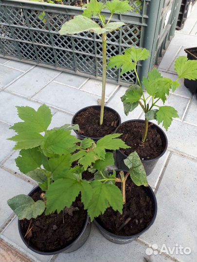 Калина бульденеж