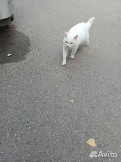 Кошка в добрые руки