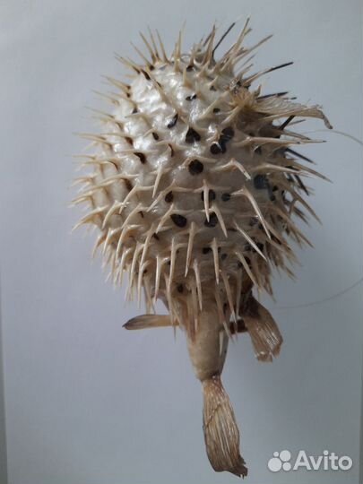 Чучело рыбы фугу (иглобрюх, рыба шар, рыба еж)