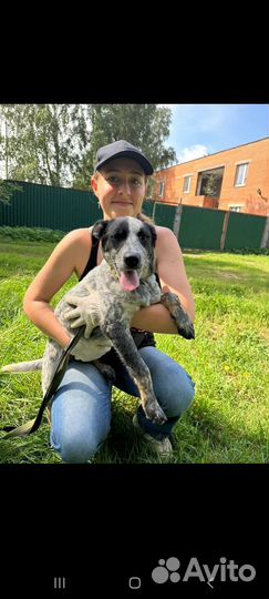 Щенок пока в приюте