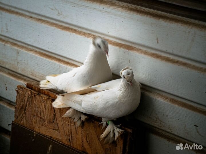 Голуби Турецкая Такла