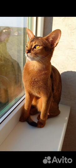 Котята Абиссинской породы