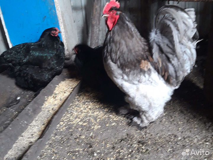 Куры Брамские