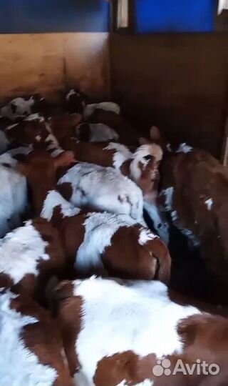 Бычки и телята
