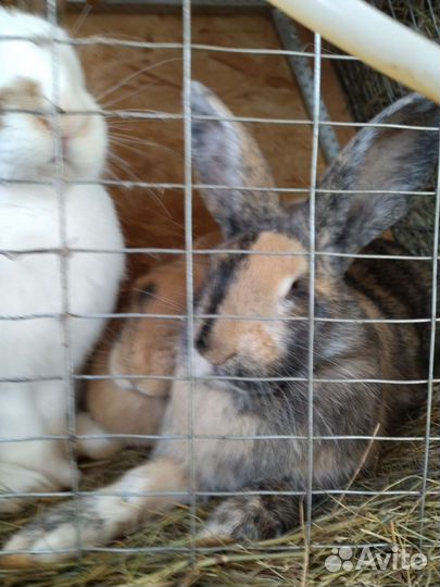 Продам мясо кролика и на племя