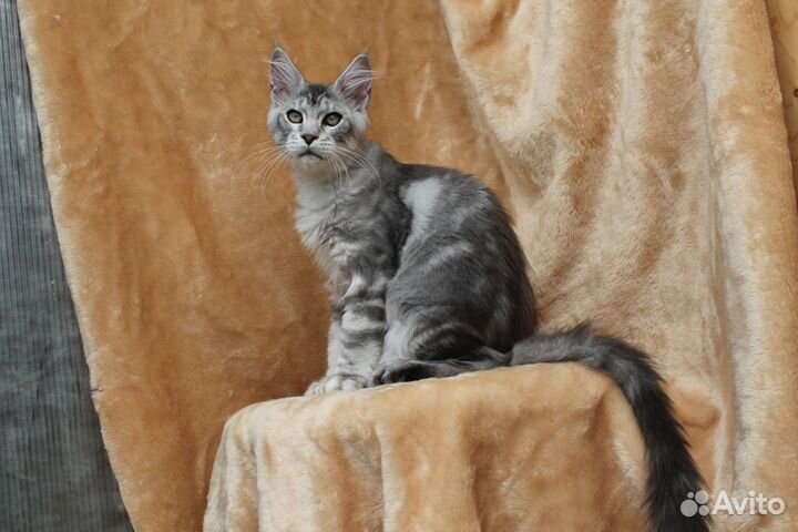 Мейн куны - серебряная роскошь