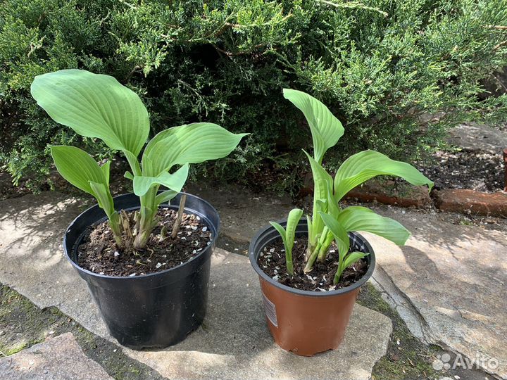 Пионы, хоста,лилейник,сирень