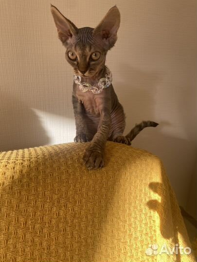 Котята девон-рекс