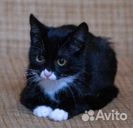 Трогательная крошка кошечка Бонни (3мес.)ищет дом