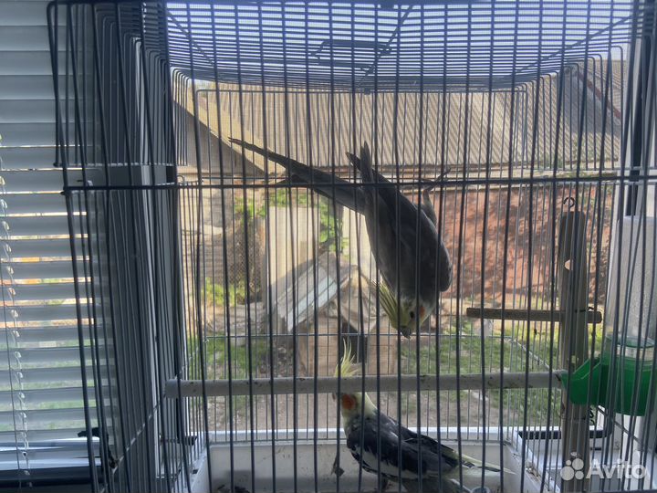 Попугай корелла