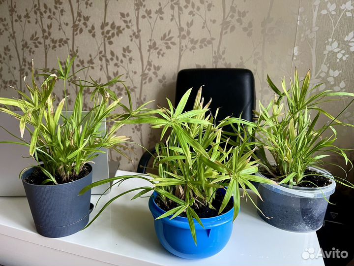 Циперус раскидистый