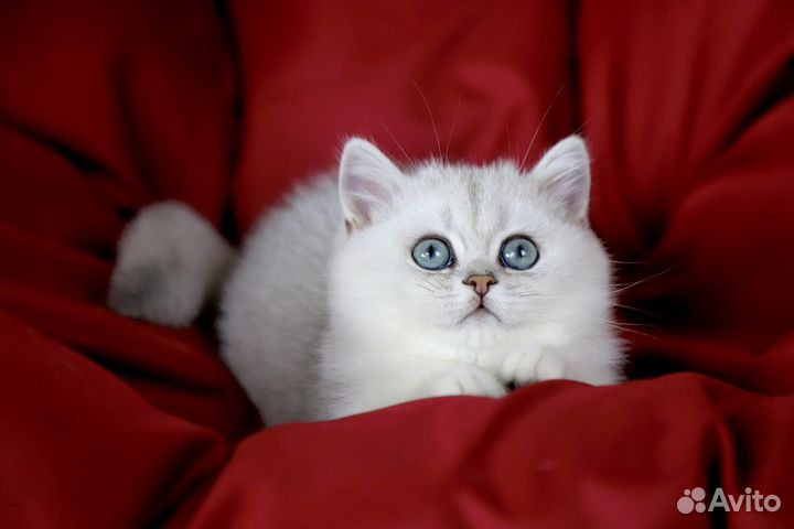 Британская шиншила