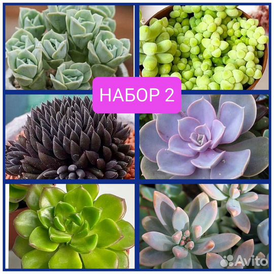 Суккуленты укорененные детки