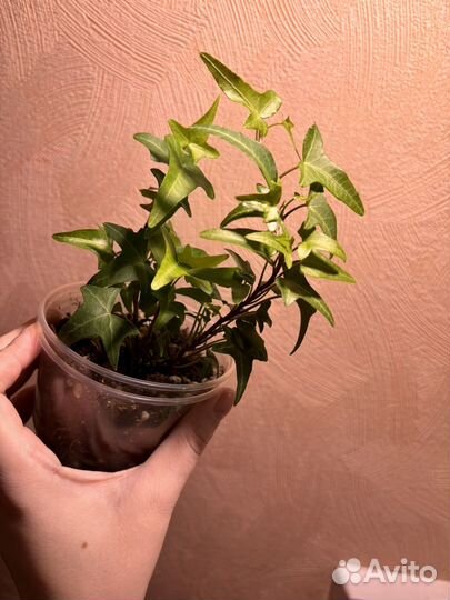 Плющ хедера