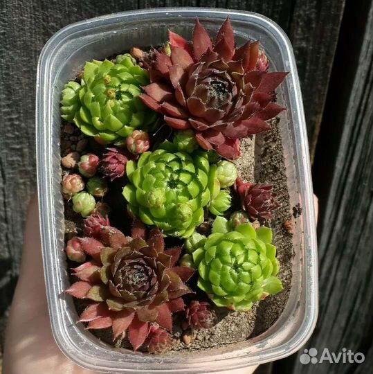 Молодило. Каменная роза