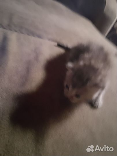 Отдам бесплатно