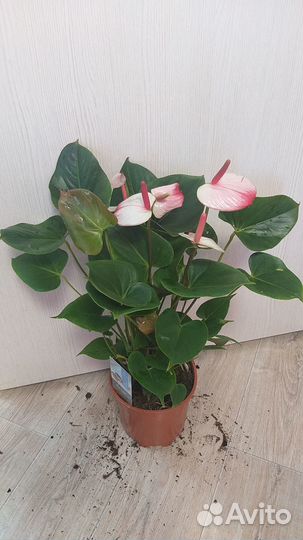 Кларинервиум,мистик,нано свит,лили,алегрия