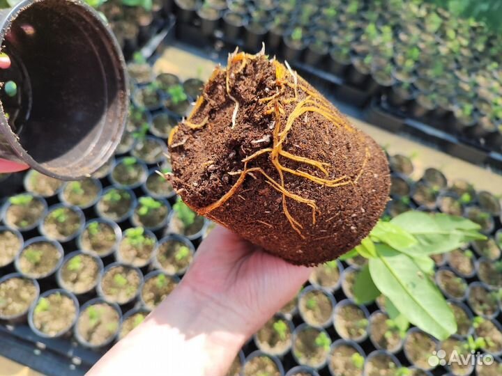 Лавровишня лекарственная - живая изгородь