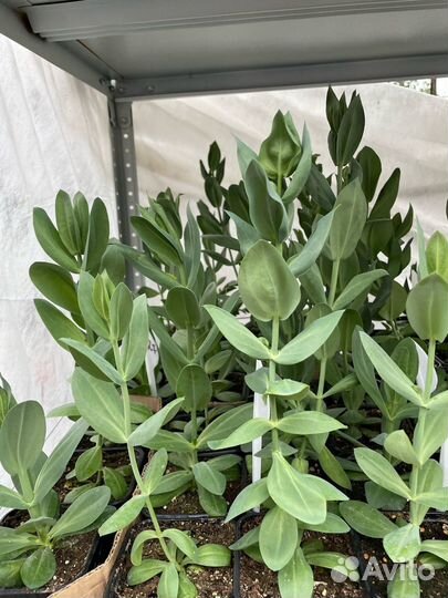 Рассада эустомы