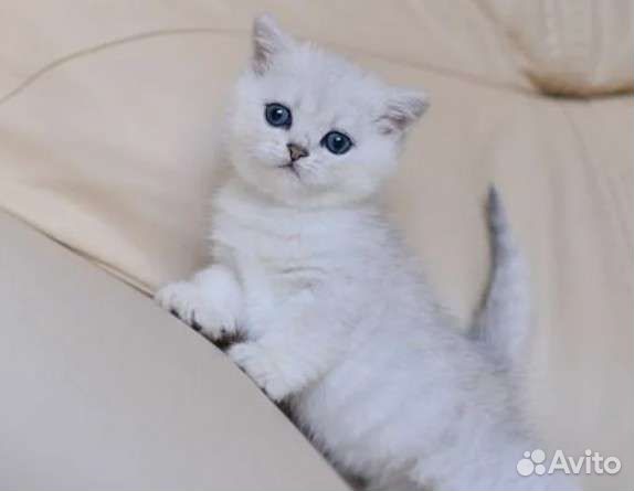 Клубные Британцы королевская серебристая шиншилла