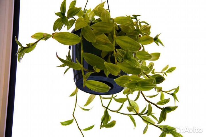 Традесканция 3 вида