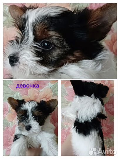 Бивер щенки