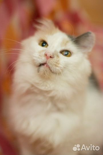 Кошка в добрые руки