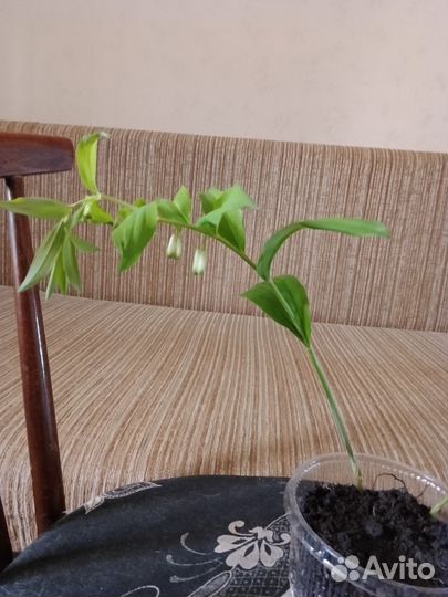 Купена;; анимона