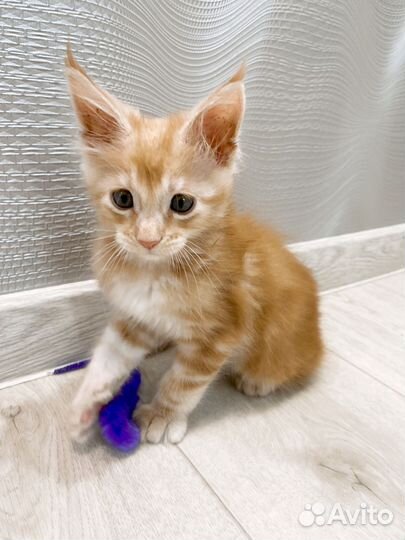 Продам котенка
