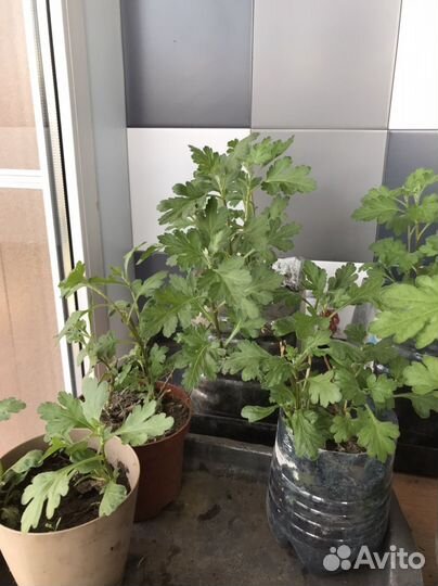 Хризантема