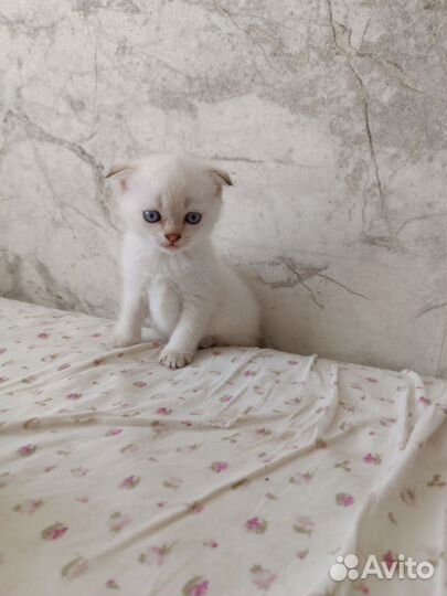 Шотландский котёнок