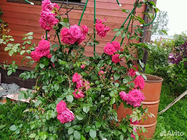 Роза плетистая до 3-х метров