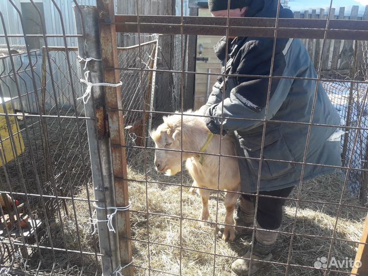 Вязка.Козел ламанча