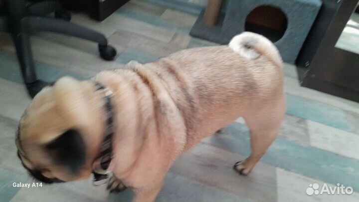 Собака мопс